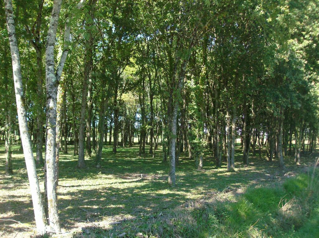 Mers-sur-Indre Le Chalet Des 4 Saisons Bed & Breakfast エクステリア 写真